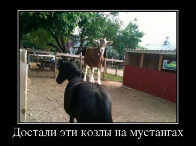 Достали эти козлы на мустангах