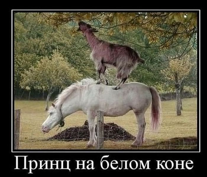 Принц на белом коне