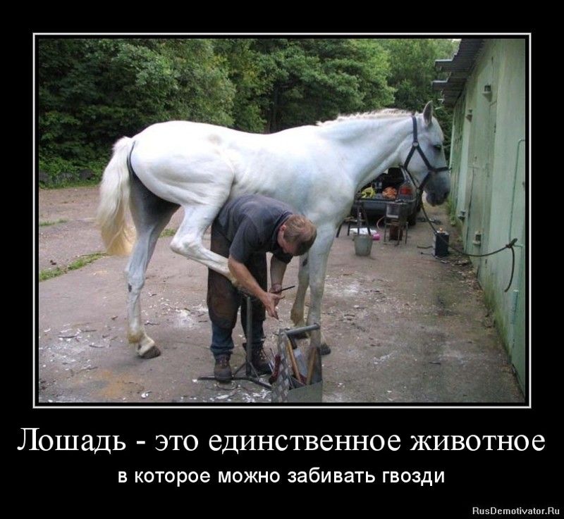 Лошадь - это единственное животное в которое можно забивать гвозди
