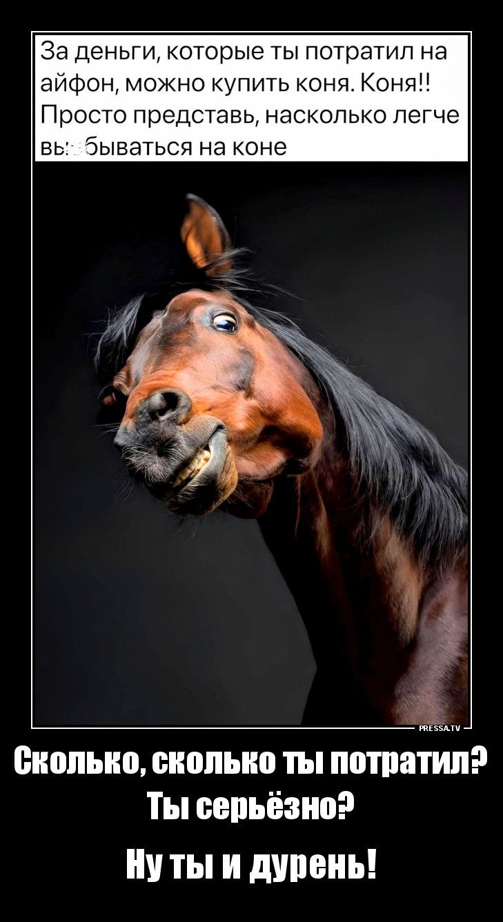 За деньги, которые ты потратил на айфон, можно купить коня. Коня!! Просто представь, насколько легче жить на коне. Сколько, сколько ты потратил? Ты серьёзно? Ну ты и дураень!