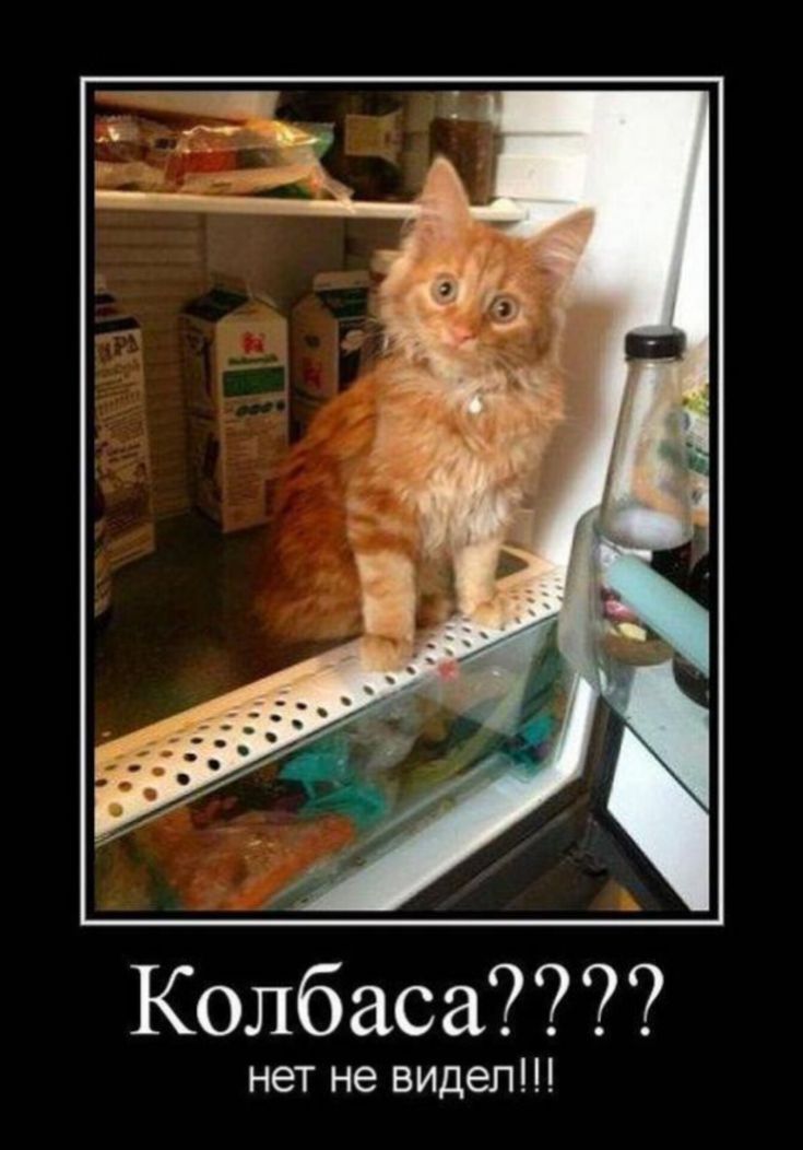 Колбаса????? нет не видел!!!!