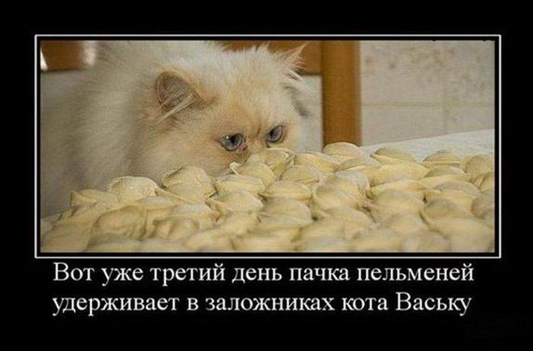 Вот уже третий день пачка пельменей удерживает в заложниках кота Ваську