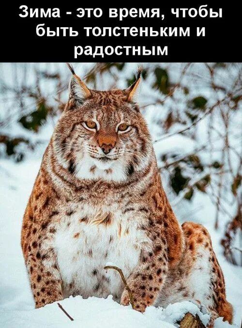 Зима - это время, чтобы быть толстеньким и радостным