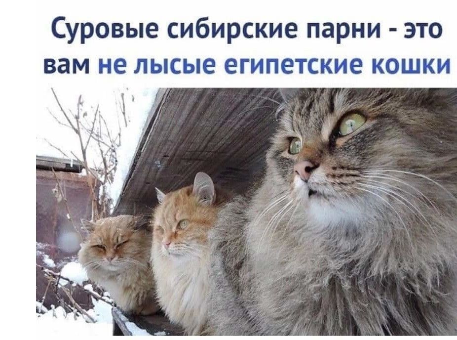Суровые сибирские парни - это вам не лысые египетские кошки