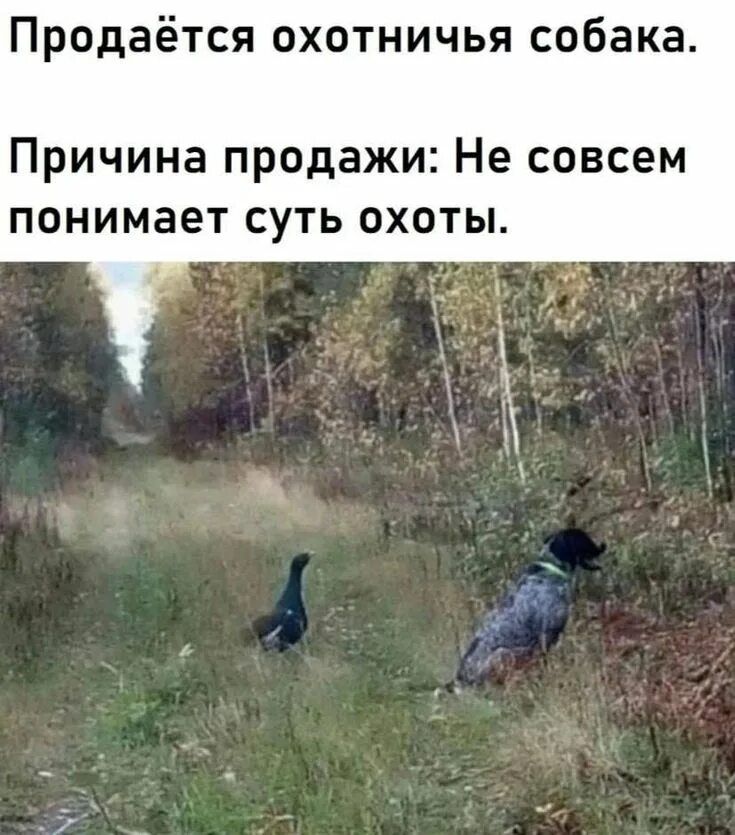 Продаётся охотничья собака.
Причина продажи: Не совсем понимает суть охоты.