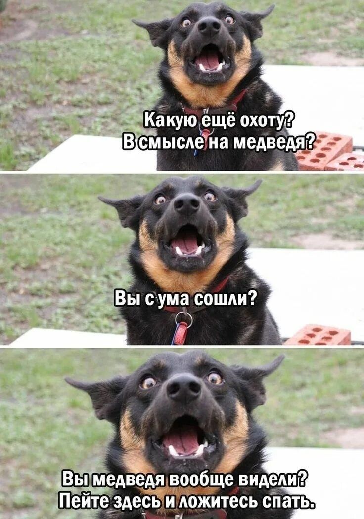 Какую ещё охоту? В смысле на медведя? Вы с ума сошли? Вы медведя вообще видели? Пейте здесь и ложитесь спать.