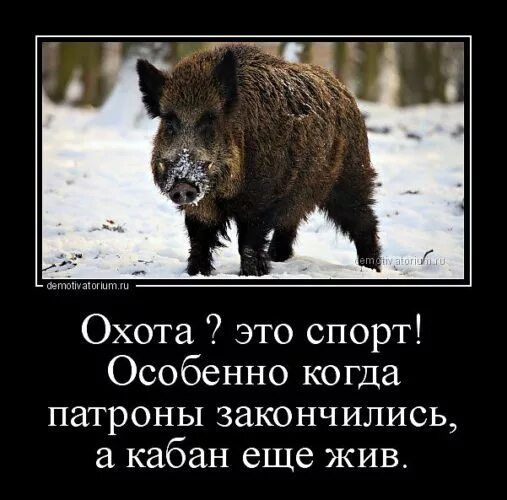 Охота? это спорт! Особенно когда патроны кончились, а кабан еще жив.