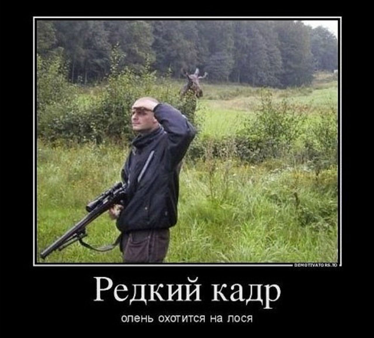 Редкий кадр
олень охотится на лося