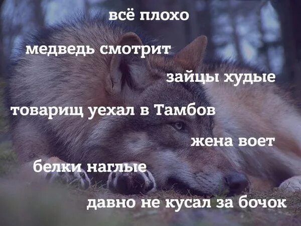 всё плохо
медведь смотрит
зайцы худые
товарищ уехал в Тамбов
жена воет
белки наглые
давно не кусал за бочок
