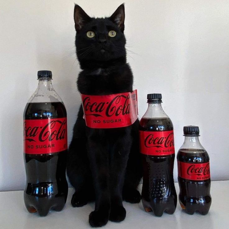 Черная кошка в красной ленте Coca-Cola между бутылками.