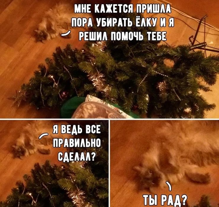 Мне кажется пришла пора убирать ёлку и я решил помочь тебе. Я ведь всё правильно сделал? Ты рад?