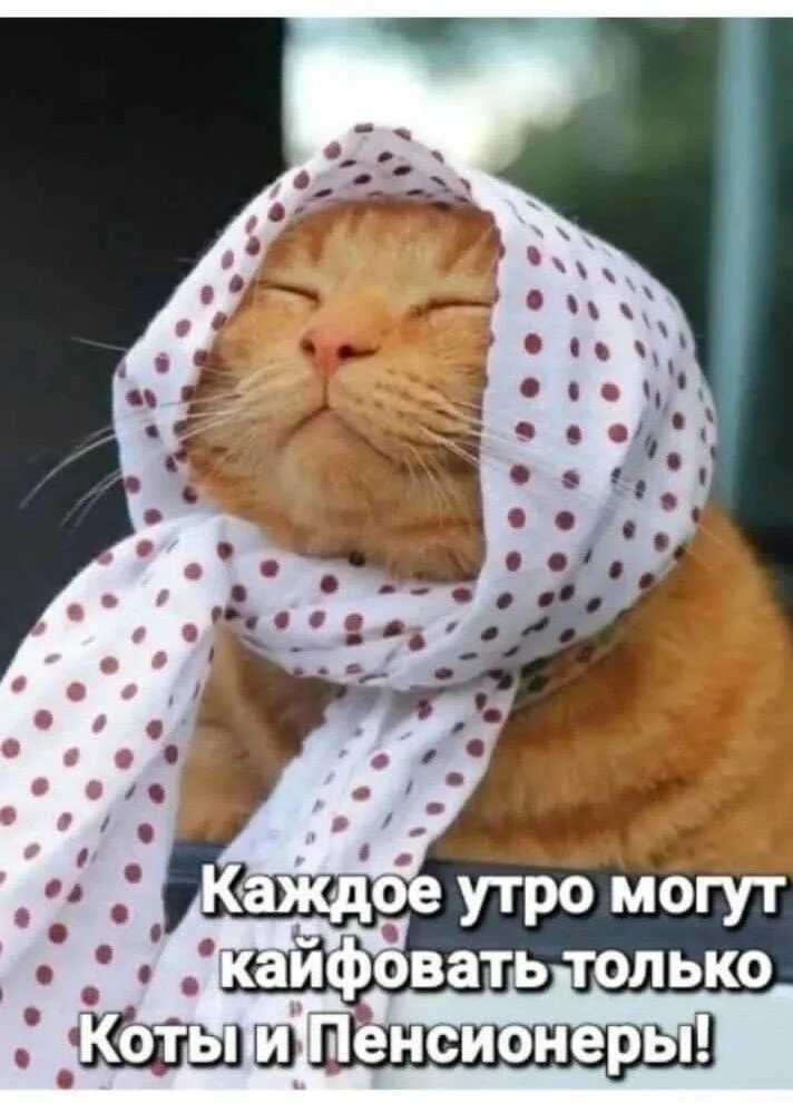 Каждое утро могут кайфовать только Коты и Пенсионеры!