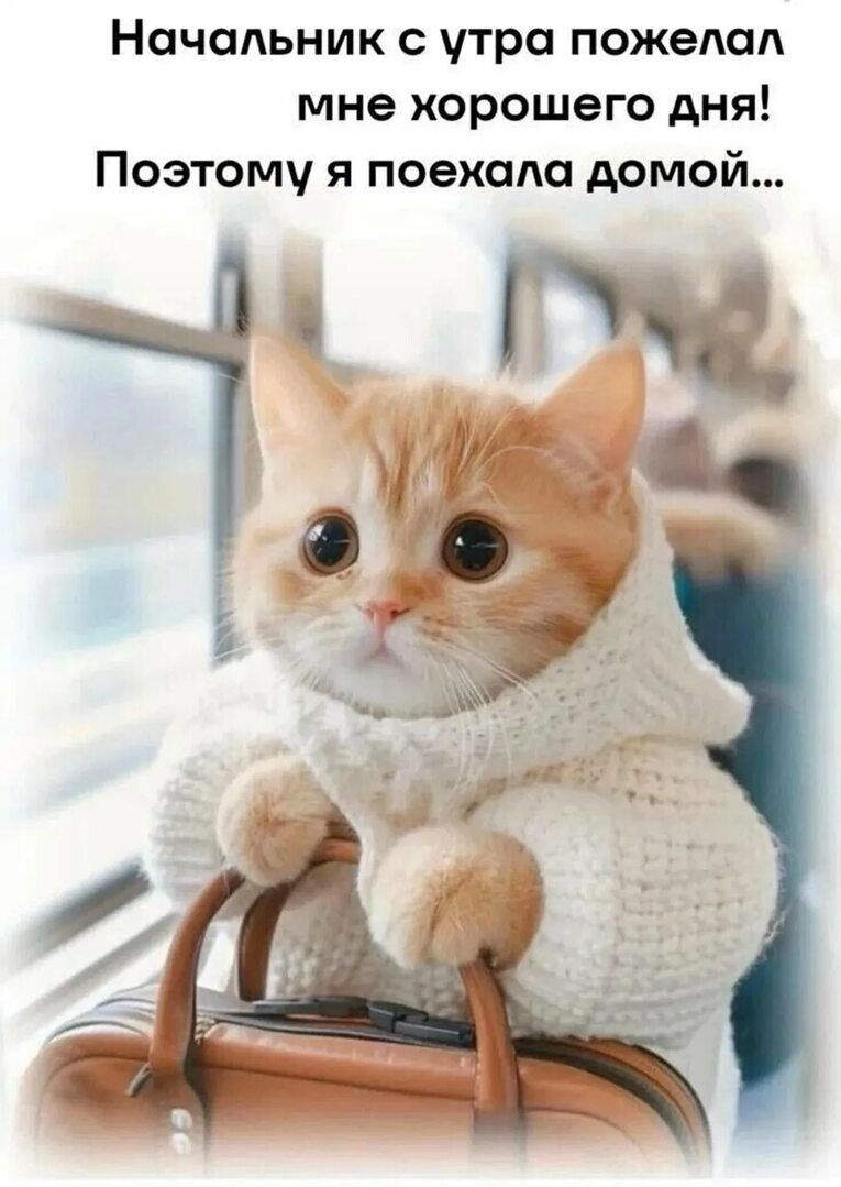 Начальник с утра пожелал мне хорошего дня! Поэтому я поехала домой...