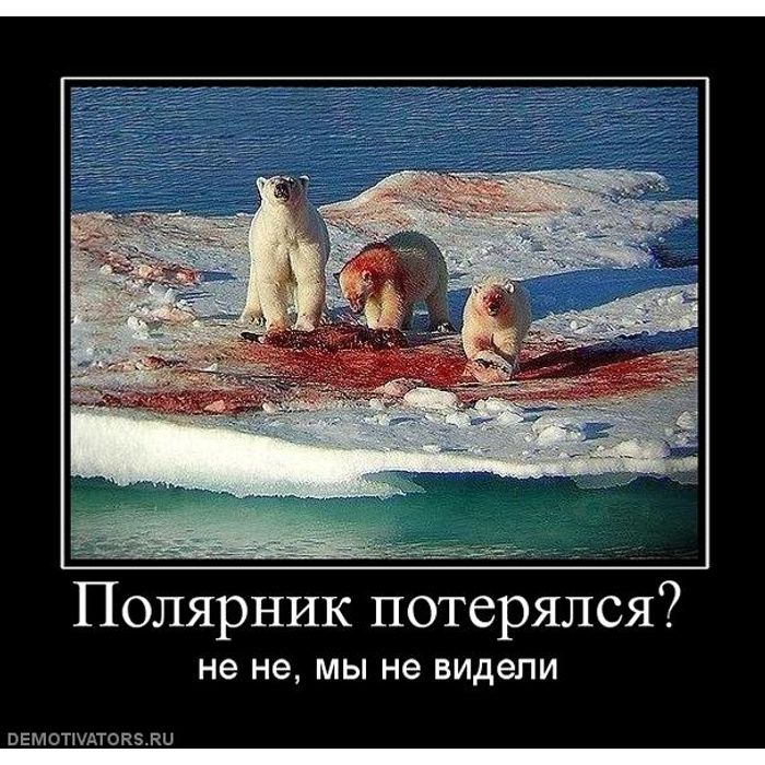 Полярник потерялся? не не, мы не видели