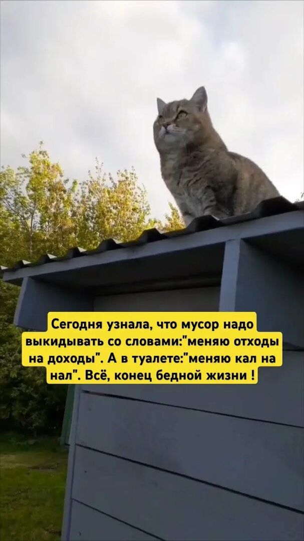 Сегодня узнала, что мусор надо выкидывать со словами: 'меняю отходы на доходы'. А в туалете: 'меняю кал на нал'. Всё, конец бедной жизни!