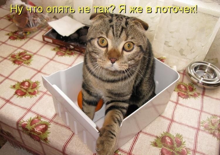 Ну что опять не так? Я же в лоточек!