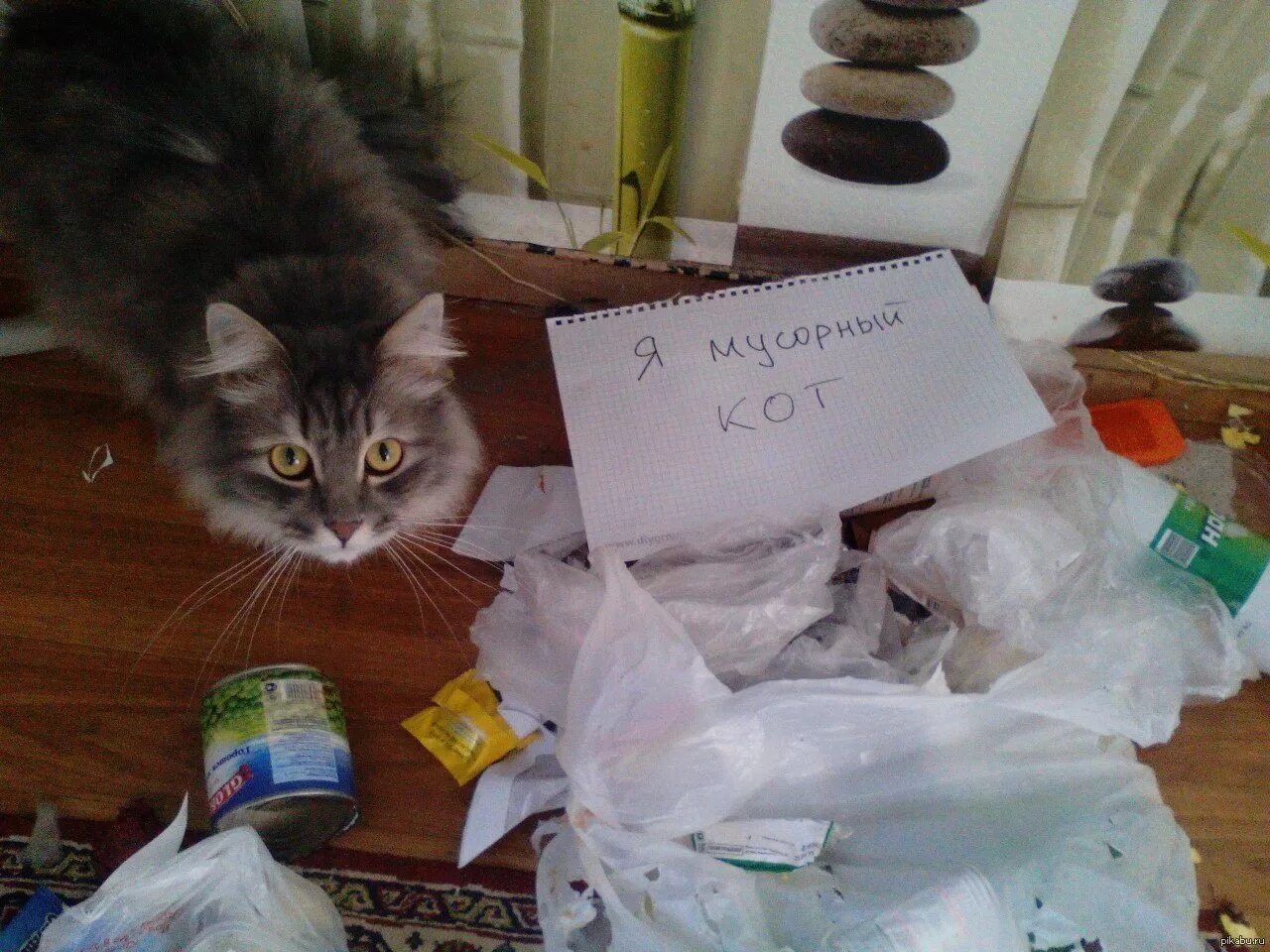 Я мусорный кот