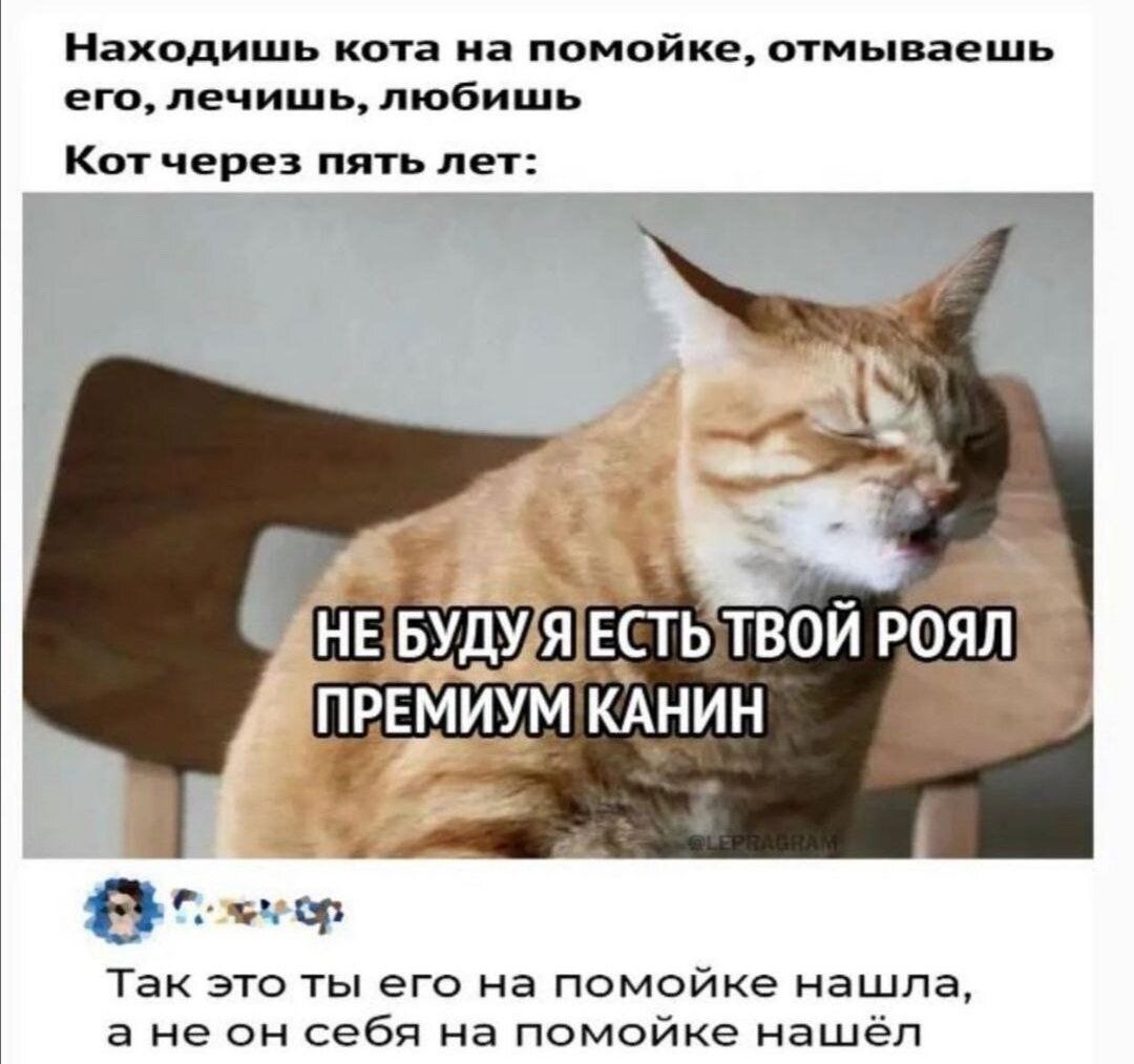 Находишь кота на помойке, отмываешь его, лечишь, любишь
Кот через пять лет:
НЕ БУДУ Я ЕСТЬ ТВОЙ РОЛЯ ПРЕМИУМ КАНИН
Так это ты его на помойке нашла, а не он на помойке нашёл