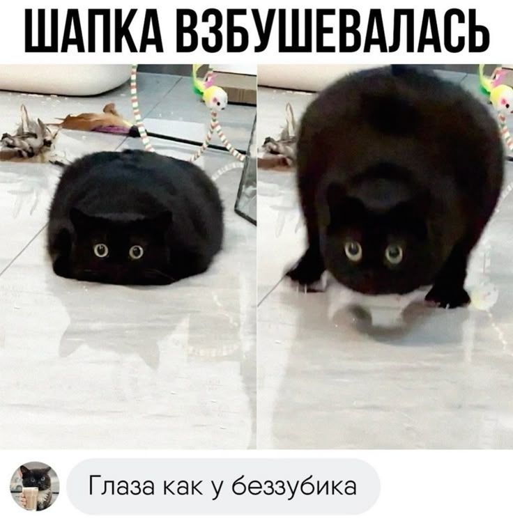 ШАПКА ВЗБУШЕВАЛАСЬ
Глаза как у беззубика