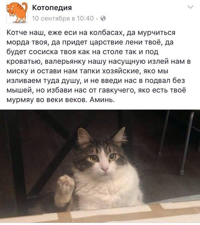 Котче наш, ежe если на колбасакс, да мурчится морда твоя, да придет царствие лени твоё, да будет сосиска твоя как на столе так и под кроватию нашу насущную излей нам в миску и остави нам тапки хозяйские, яко мы изливаем туда душу, и не введи нас в подвал без мышей, но избави нас от гавкущего, яко есть твоё мурмя во веки веков. Аминь.