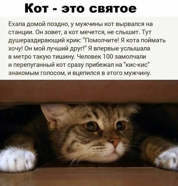 Кот - это святое. Ехала домой поздно, у мужчины кот вырывался на станции. Он зовет, а кот мечется, не слышит. Тут душераздижающий крик: «Помогите! Я кота поймать хочу!» Он мой лучший друг! Я впервые услышала в метро такую тишину. Человек 100 замолчали, и перепуганный кот сразу приблизился к «кис-кис» знакомым голосом и вцепился в этого мужчину.
