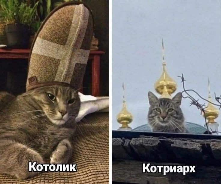 Котолик
Котриарх