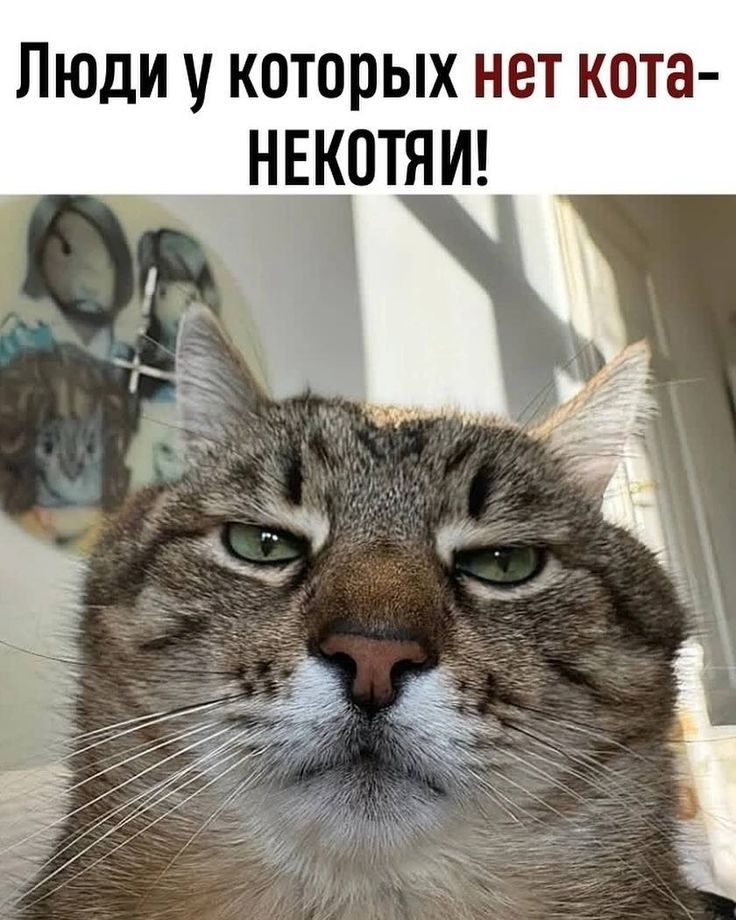 Люди у которых нет кота- некотя!