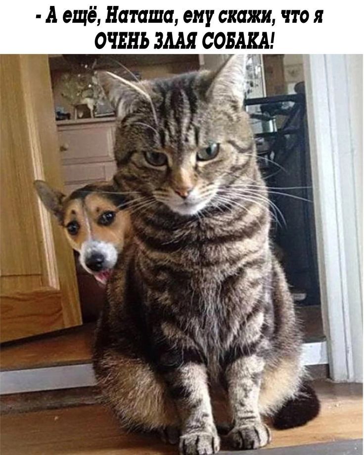 - А ещё, Наташа, ему скажи, что я ОЧЕНЬ ЗЛАЯ СОБАКА!