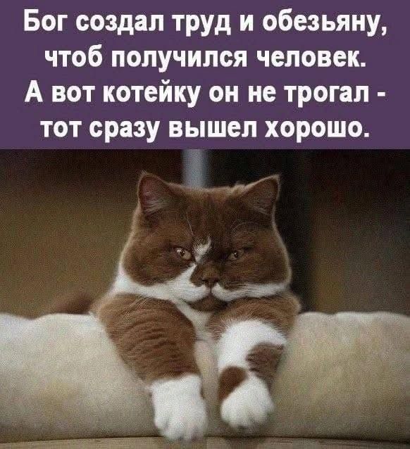 Бог создал труд и обезьяну, чтобы получился человек. А вот котейку он не трогал — тот сразу вышел хорошо.