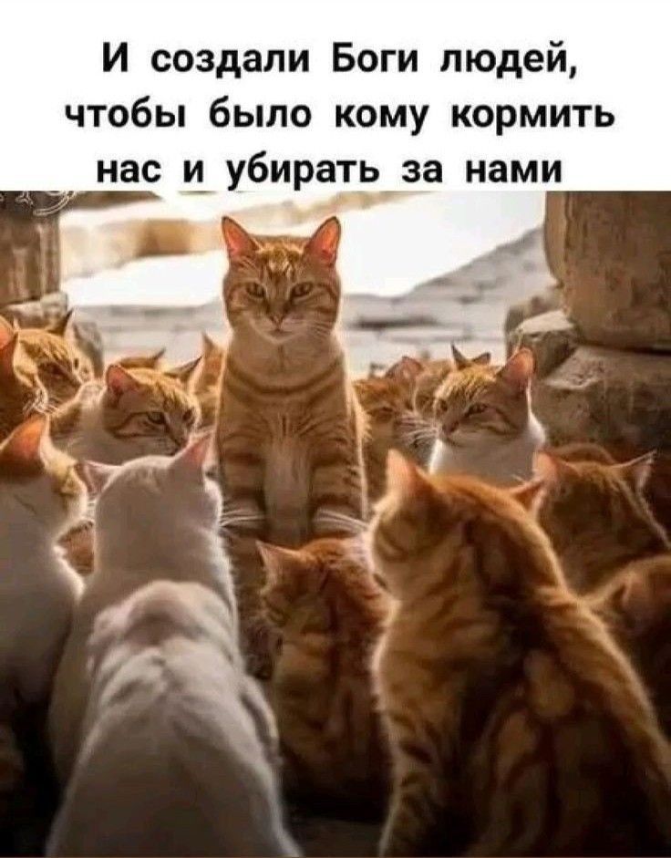 И создали Боги людей, чтобы было кому кормить нас и убирать за нами