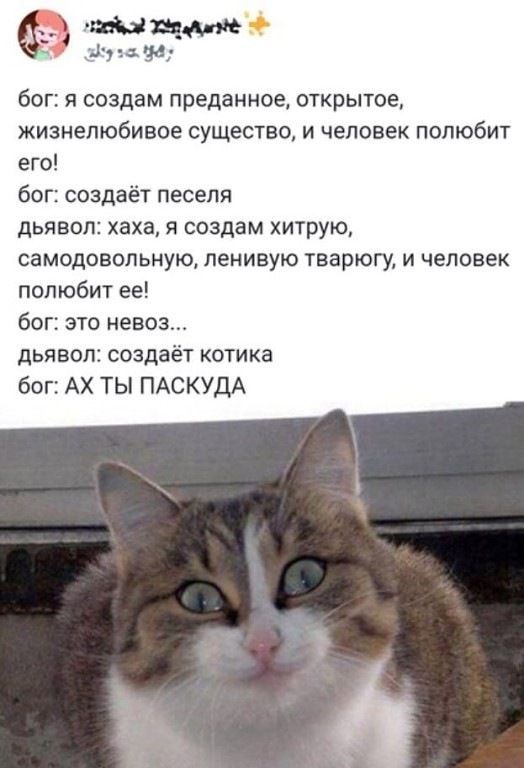 бог: я создам преданное, открытое, жизнелюбивое существо, и человек полюбит его! бог: создаёт песеля дьявол: хаха, я создам хитрую, самодовольную, ленивую тварь, и человек полюбит её! бог: это невоз... дьявол: создаёт котика бог: АХ ТЫ ПАСКУДА