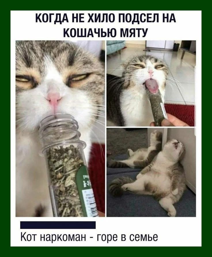КОГДА НЕ ХИЛО ПОДСЕЛ НА КОШАЧЬЮ МЯТУ
Кот наркоман - горе в семье