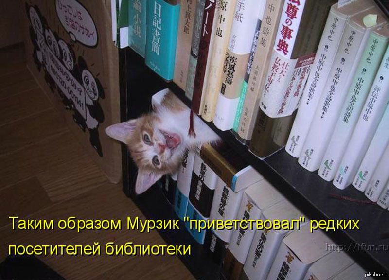 Таким образом Мурзик 