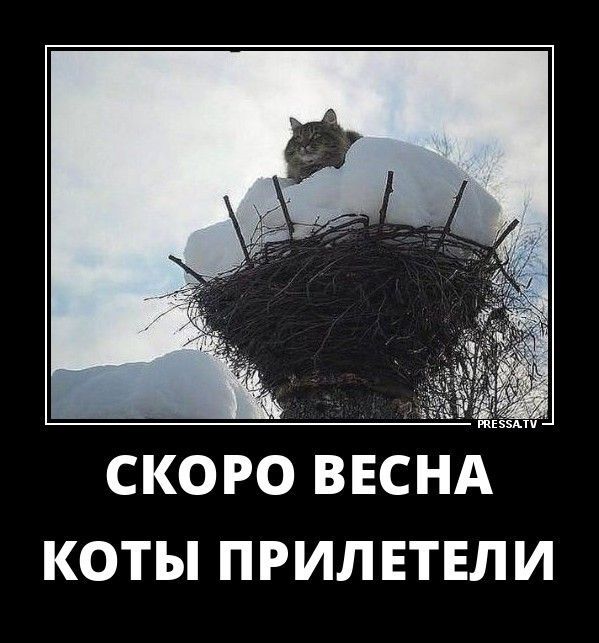 СКОРО ВЕСНА КОТЫ ПРИЛЕТЕЛИ