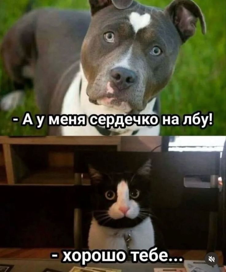 - А у меня сердечко на лбу!
- хорошо тебе...