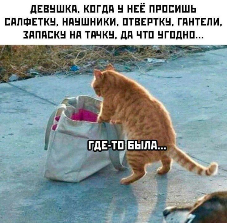 ДЕВУШКА, КОГДА У НЕЁ ПРОСИШЬ САЛФЕТКУ, НАУШНИКИ, ОТВЁРТКУ, ГАНТЕЛИ, ЗАПАСКУ НА ТАЧКУ, ДА ЧТО УГОДНО... ГДЕ-ТО БЫЛА...