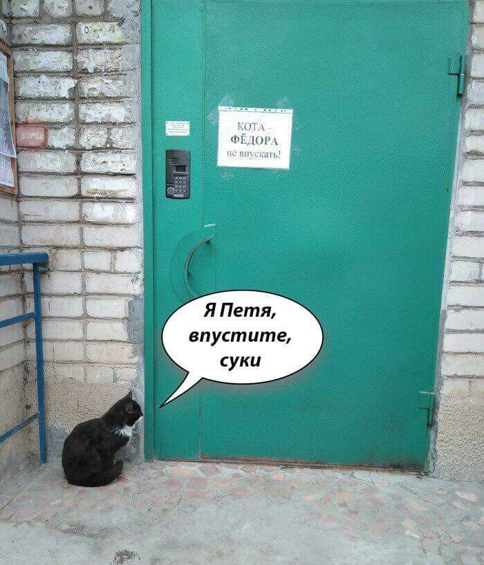 Я Пета, впустите, суки
КОТА ФЁДОРА не путать!