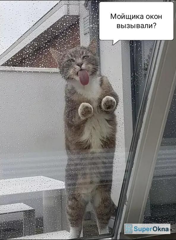 Мойщика окон вызывали?
