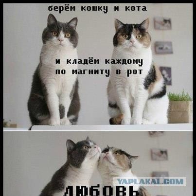 берём кошку и кота и кладём каждому по магниту в рот\nлюбовь