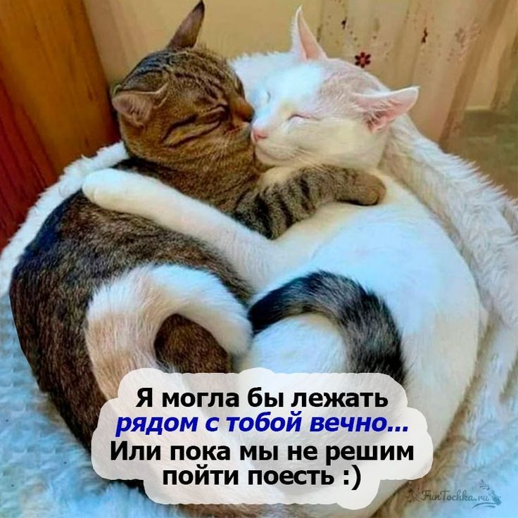 Я могла бы лежать рядом с тобой вечно... Или пока мы не решим пойти поесть :)