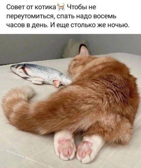 Совет от котика 🐱 Чтобы не переутомиться, спать надо восемь часов в день. И еще столько же ночью.
