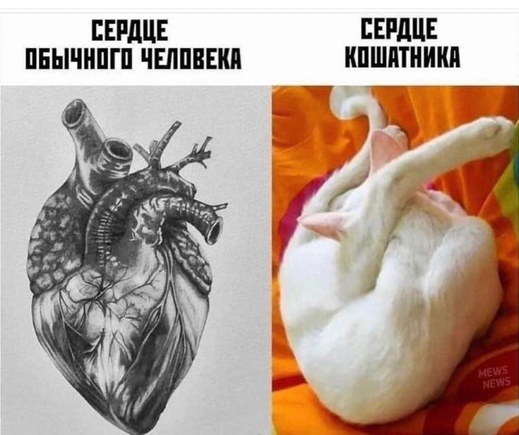 СЕРДЦЕ ОБЫЧНОГО ЧЕЛОВЕКА
СЕРДЦЕ КОШАТНИКА