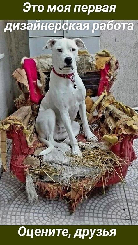 Это моя первая дизайнерская работа. Оцените, друзья