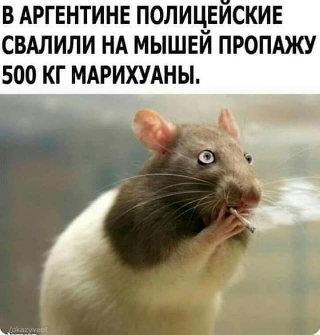 В Аргентине полицейские свалили на мышей пропажу 500 кг марихуаны.
