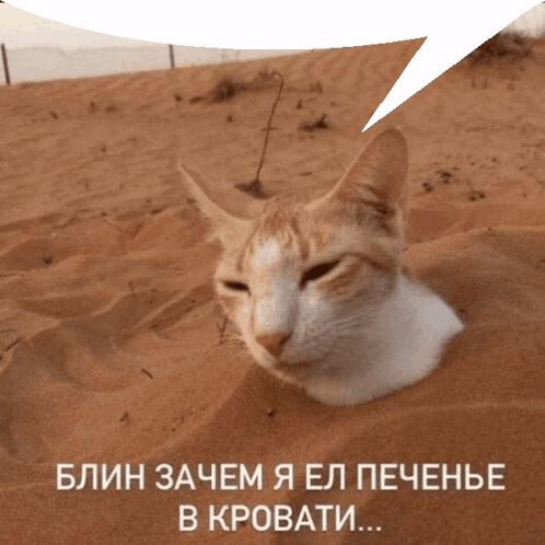 БЛИН ЗАЧЕМ Я ЕЛ ПЕЧЕНЬЕ В КРОВАТИ...