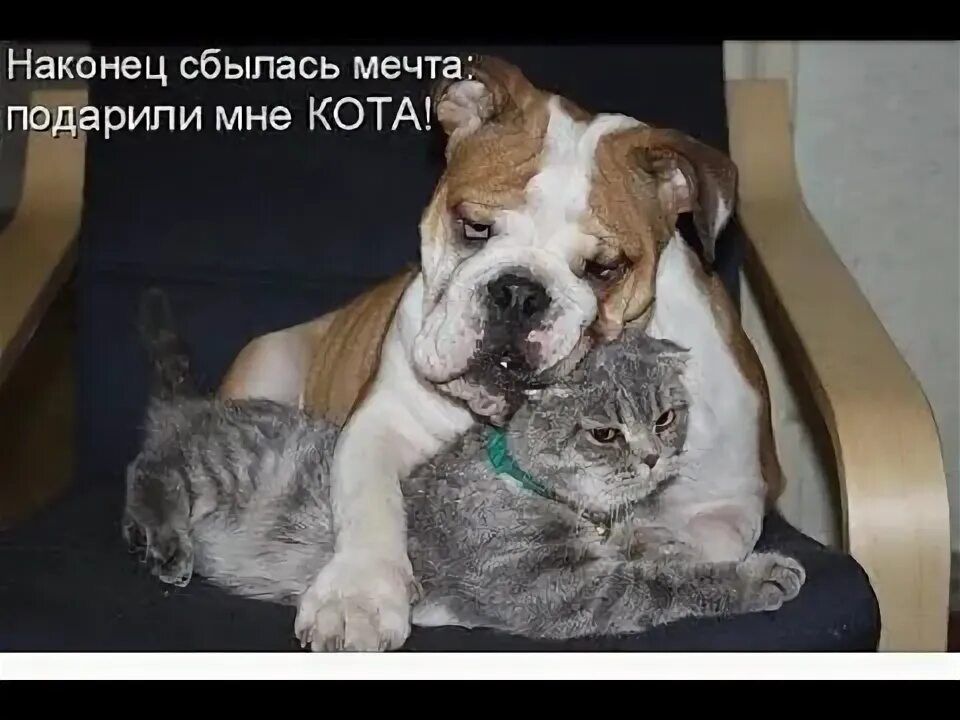 Наконец сбылась мечта: подарили мне КОТА!