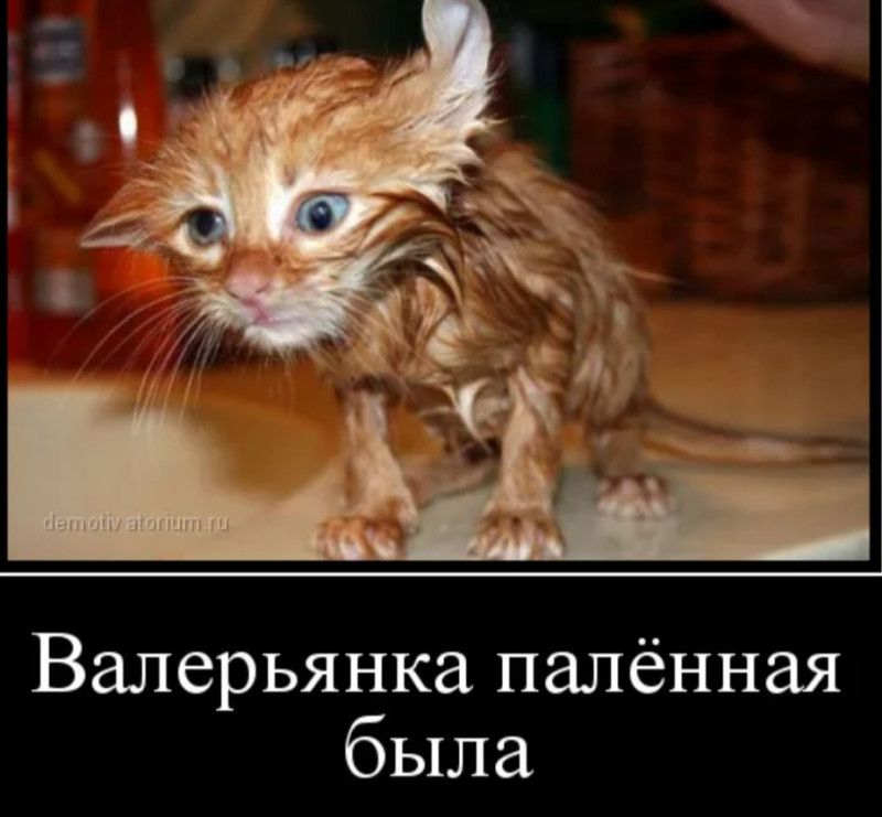 Валерьянка палённая была