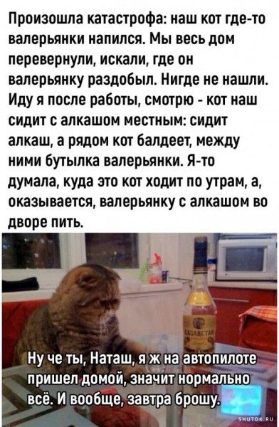 Произошла катастрофа: наш кот где-то валерьянки напился. Мы весь дом перевернули, искали, где он валерьянку раздобыл. Нигде не нашли. Иду после работы — кот наш сидит с алкашом местным: сидит алкаш, а рядом кот балдеет, между ними бутылка валерьянки. Я думала, куда это кот ходит по утрам, а оказывается валерьянку с алкашом во дворе пить.