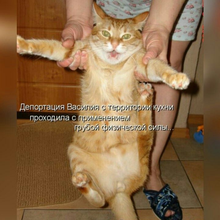 Депортация Васигила с территории кухни проходила с применением грубой физической силы..
