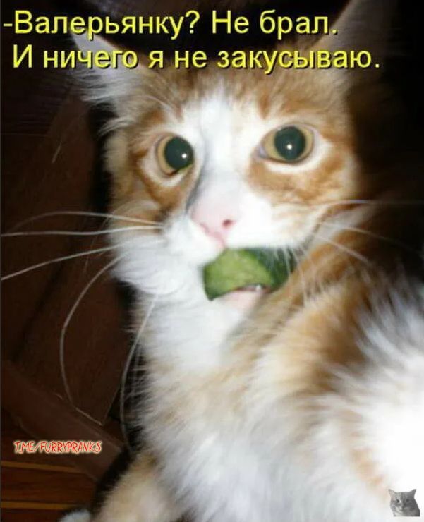 -Валерянку? Не брал. И ничего я не закусываю.